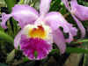 Pretty orchid in the greenhouse at Bellingrath Gardens