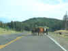 Cows blocking highway on purpose