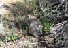 Wild rabbit that we saw running around in the Petroglyph rocks