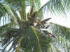 Coconuts on tree in Long Key State Park