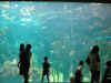 View of the huge fish tank inside the Aquarium